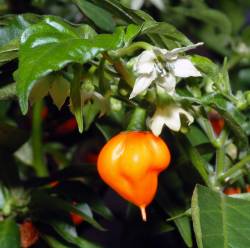 Habanero